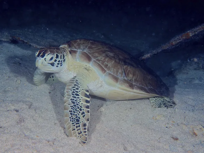 Framed Print : Hawksbill turtle (Eretmochelys imbricata imbricata) at night
