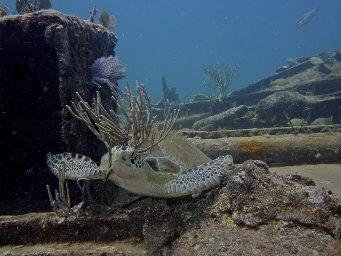 Framed Print : A hawksbill turtle (Eretmochelys imbricata imbricata) rubs against a bush coral