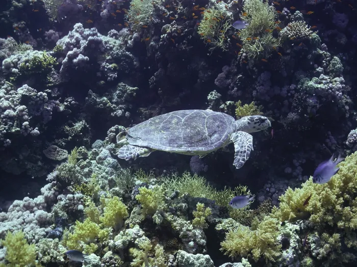Framed Print : Hawksbill turtle swims among colorful coral reefs in the Red Sea
