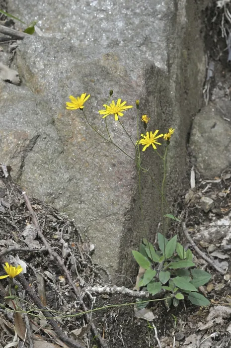 Framed Print : Hawkweed species (Hieracium sp.)