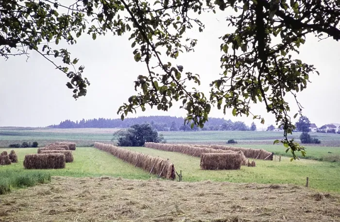 Framed Print : Hay bales drying in a field, rural landscape, Switzerland, Europe, 1961, Europe Framed Print : Hay bales drying in a field, rural landscape, Switzerland, Europe, 1961, Europe