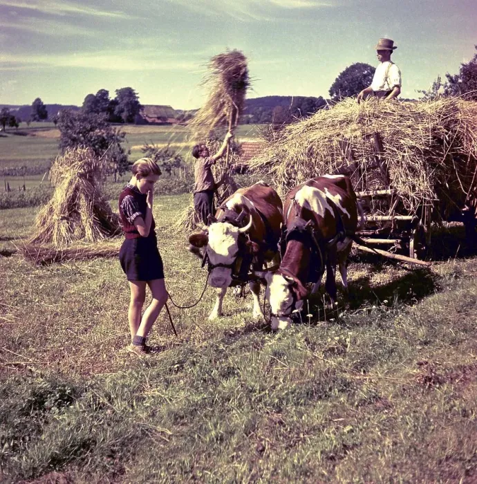 Framed Print : Hay harvest, hay wagon with cows