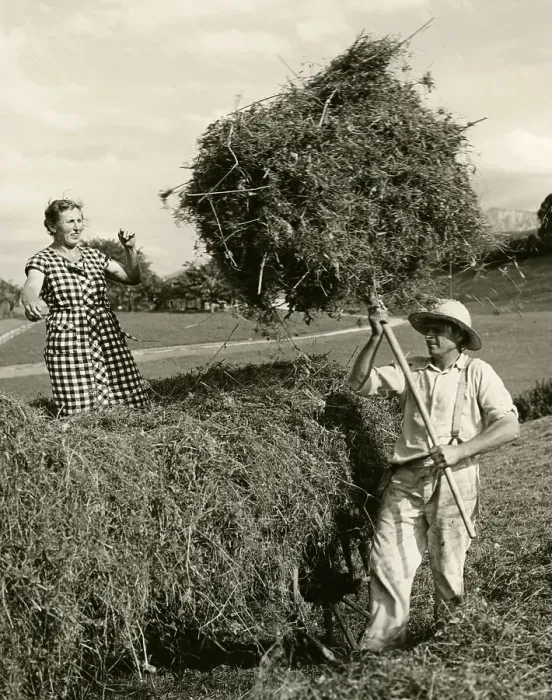 Framed Print : Hay reloading by hand, historical photograph Framed Print : Hay reloading by hand, historical photograph