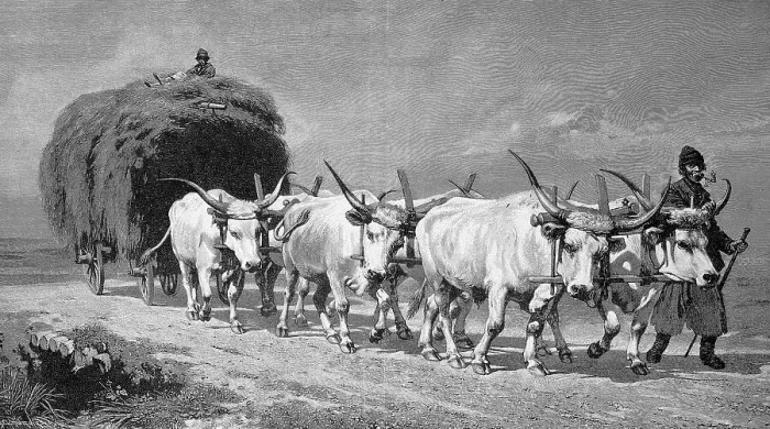 Framed Print : Haymaking in 1895 with a six-horse ox team