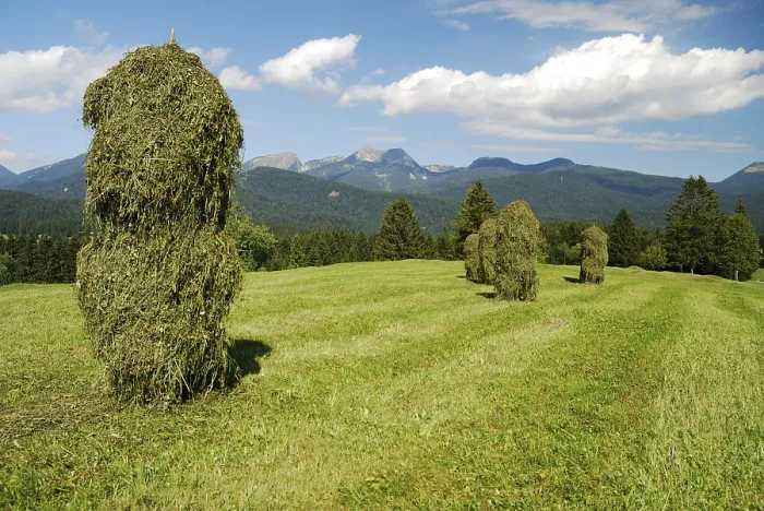 Framed Print : Haystacks in the alps of Bavaria Germany
