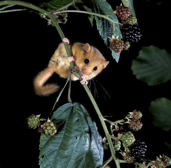 Framed Print : Hazel dormouse (Muscardinus avellanarius) Framed Print : Hazel dormouse (Muscardinus avellanarius)