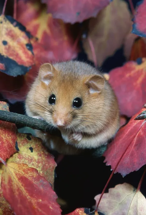 Framed Print : Hazel dormouse (Muscardinus avellanarius)