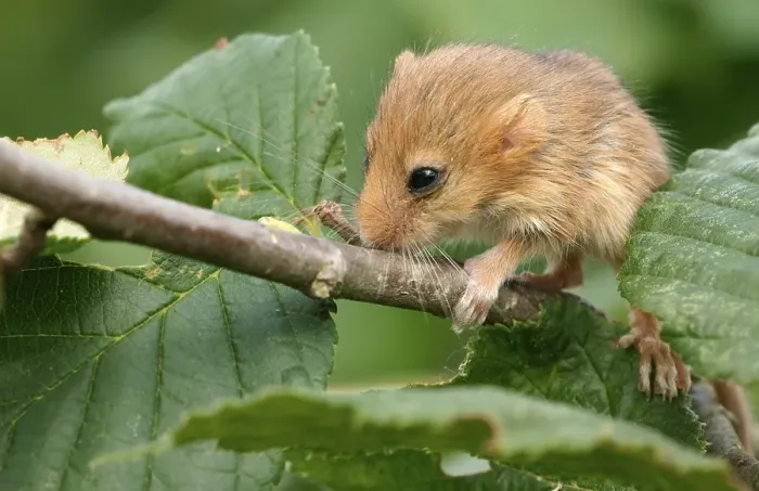 Framed Print : Hazel Dormouse (Muscardinus avellanarius), pup Framed Print : Hazel Dormouse (Muscardinus avellanarius), pup