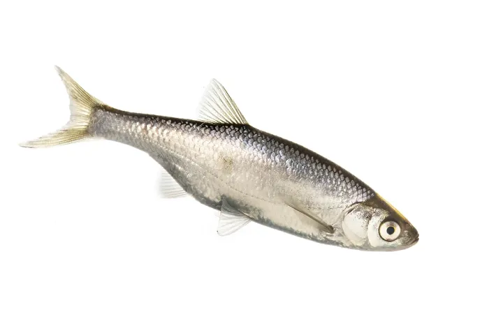 Framed Print : Hazel (Leuciscus leuciscus), fish