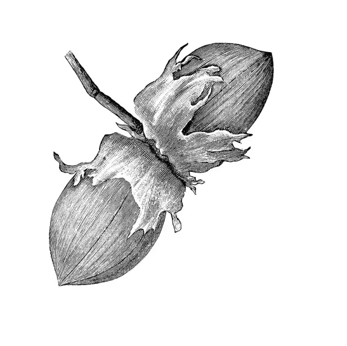 Framed Print : Hazelnuts, historical illustration