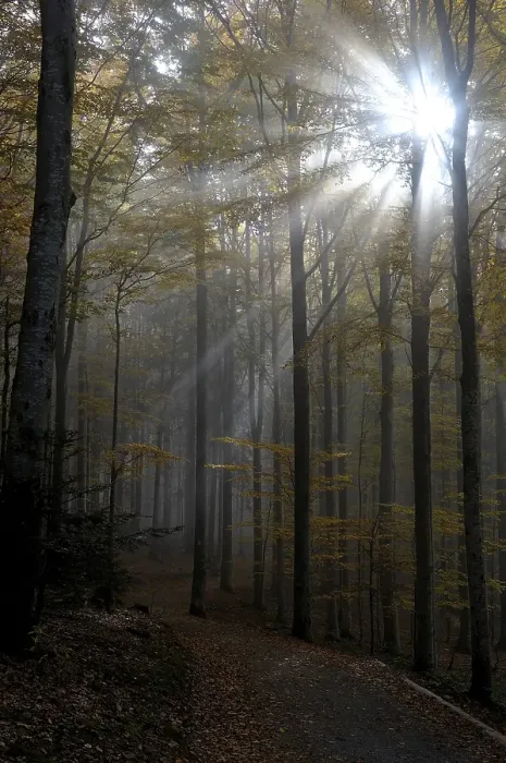 Framed Print : Hazy, backlit, autumnal forest
