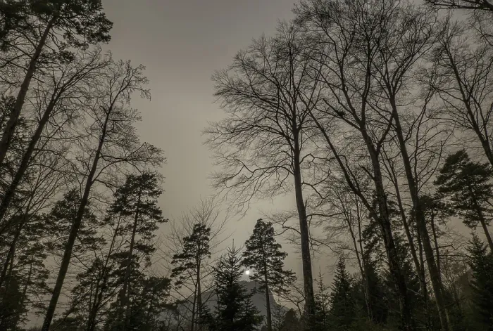 Framed Print : A hazy forest scene in Switzerland