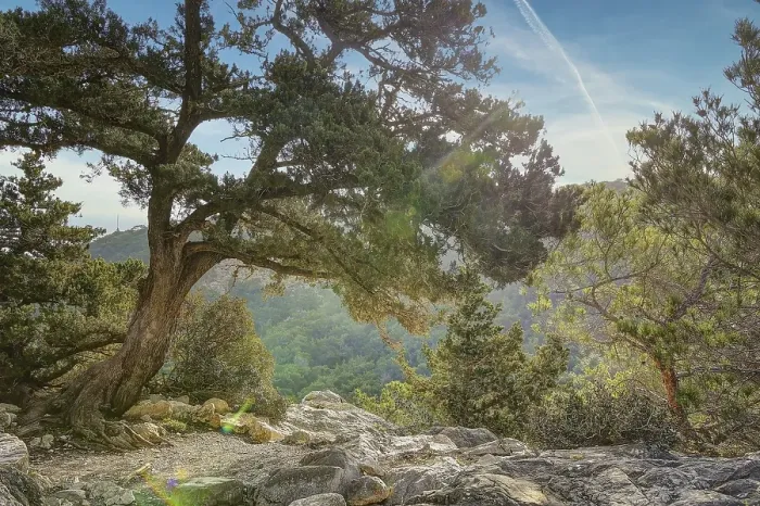 Framed Print : HDR, Sky replaced, A large tree stands on a rocky outcrop with dense forest and blue sky in the background
