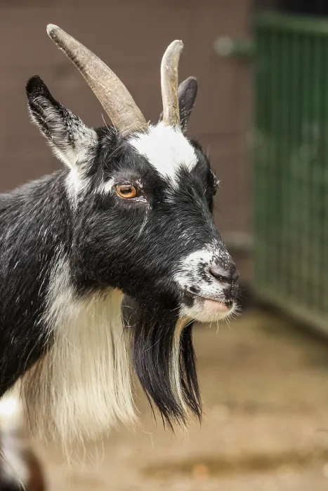 Framed Print : Head of a black and white goat at zoo