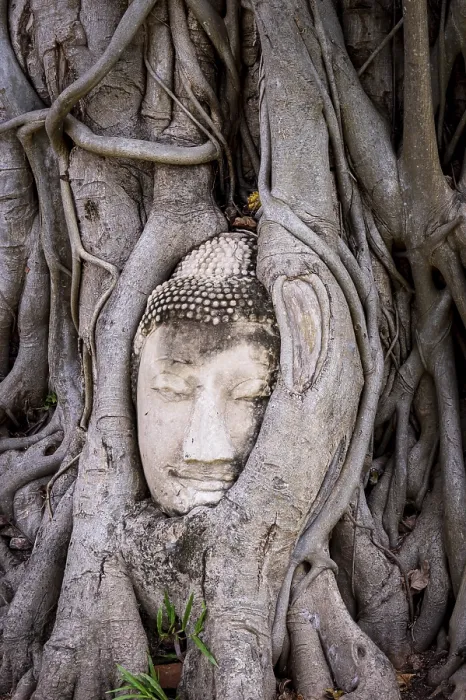 Framed Print : Head of a Buddha statue embraced by the roots of a strangler fig in Wat Mahatat