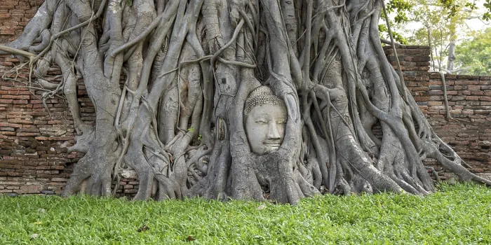 Framed Print : Head of a Buddha statue, grown in roots Framed Print : Head of a Buddha statue, grown in roots
