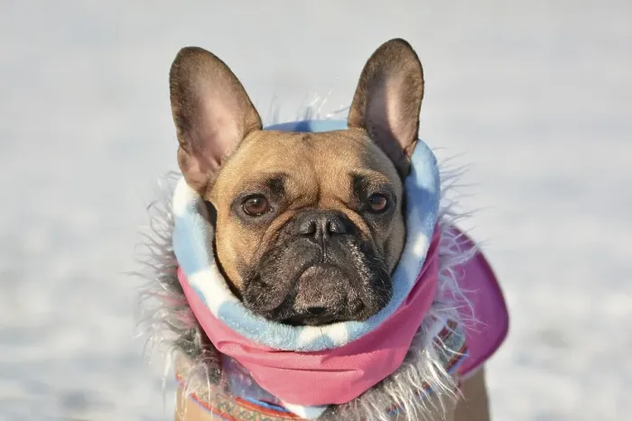 Framed Print : Head of cute French Bulldog dog wearing a pink winter scarf