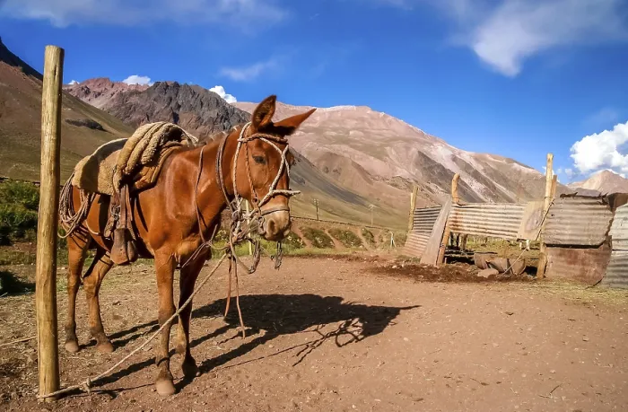 Framed Print : Head of a gaucho horse in front of the provisional stable in the argentinian Andes