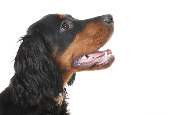 Framed Print : Head of a gordon setter sidewards