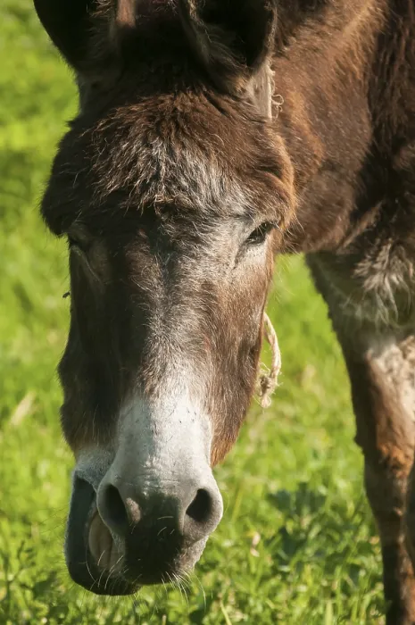 Framed Print : Head of grazing donkey on green grass meadow Framed Print : Head of grazing donkey on green grass meadow