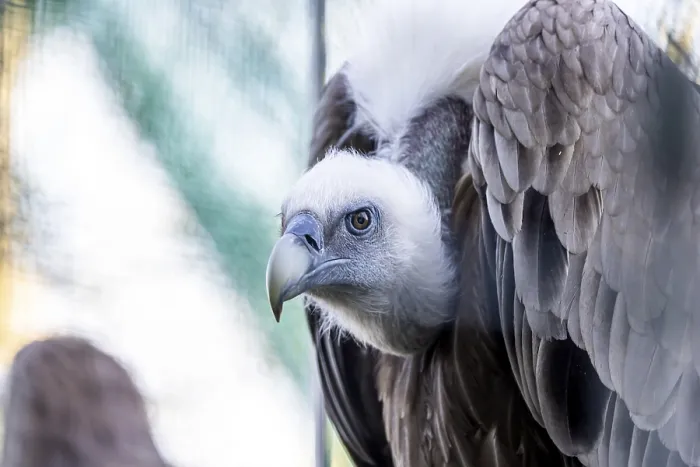 Framed Print : Head of griffon vulture (Gyps fulvus)