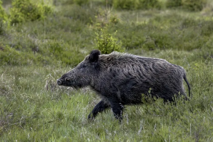 Framed Print : With its head held high, the boar boar (Sus scrofa) passes by me
