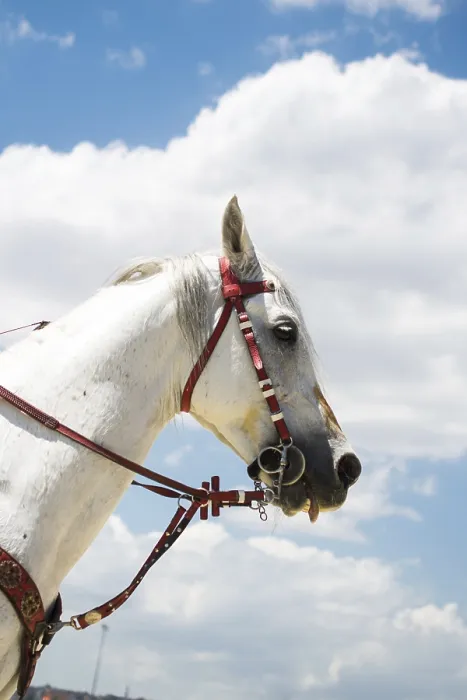 Framed Print : Head of a horse outdoors with partial harness in view Framed Print : Head of a horse outdoors with partial harness in view