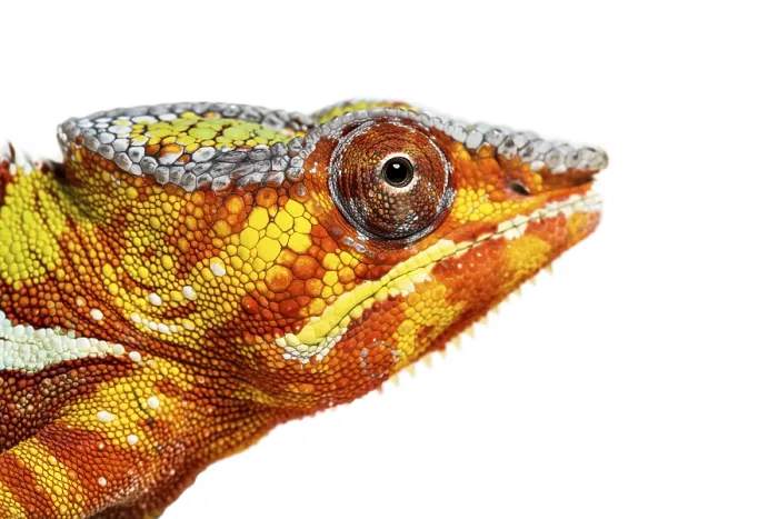 Framed Print : Head of Panther chameleon, Furcifer pardalis looking at camera against white background Framed Print : Head of Panther chameleon, Furcifer pardalis looking at camera against white background