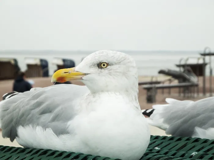 Framed Print : Head portrait of a herring gull (Larus argentatus) on a green beach chair in front of the North Sea with cloudy skies