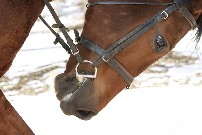 Framed Print : Head of a race horse with a bridle Framed Print : Head of a race horse with a bridle