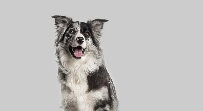 Framed Print : Head shot of a Attentive border collie dog sitting