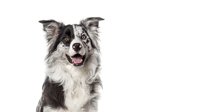 Framed Print : Head shot of a Attentive border collie dog sitting