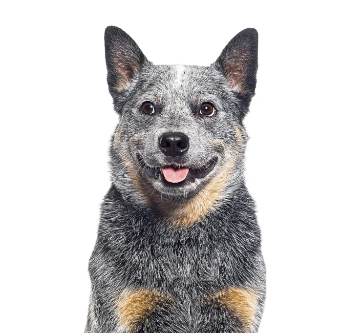 Framed Print : Head shot of a Australian Cattle Dog
