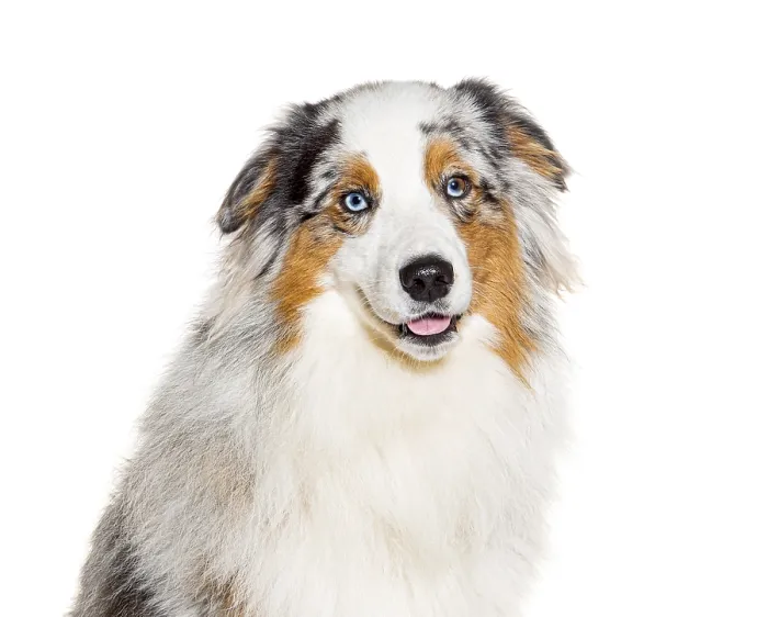 Framed Print : Head shot of a bue eyed Red Merle Australian Shepherd
