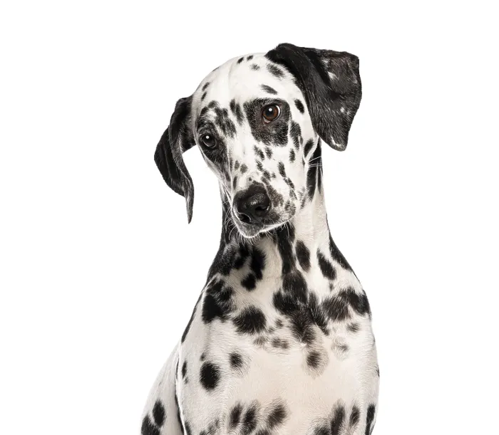 Framed Print : Head shot of a Dalmatian dog sitting and looking slightly to the side Framed Print : Head shot of a Dalmatian dog sitting and looking slightly to the side