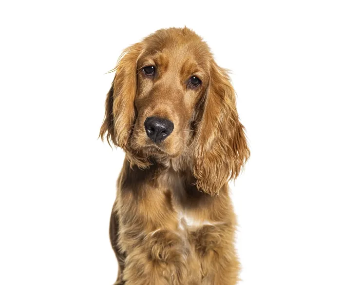 Framed Print : Head shot of a English cocker spaniel looking at the camera Framed Print : Head shot of a English cocker spaniel looking at the camera