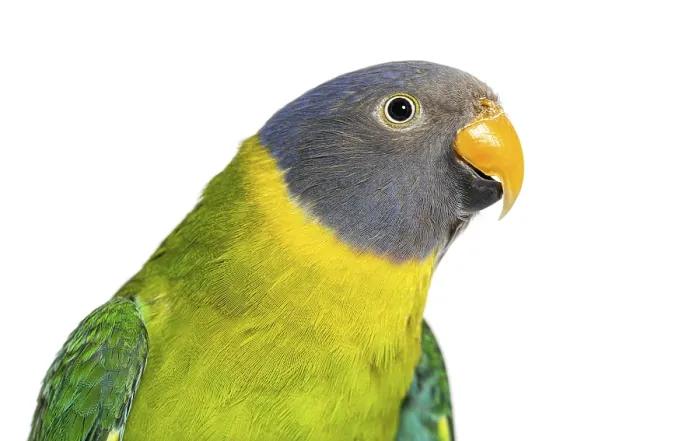 Framed Print : Head shot of a Female Plum-headed parakeet looking at the camera