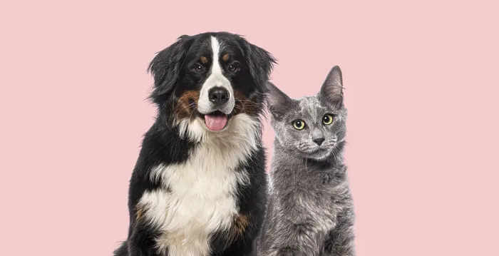 Framed Print : Head shot of Happy Bernese mountain dog and grey Nebelung cat together