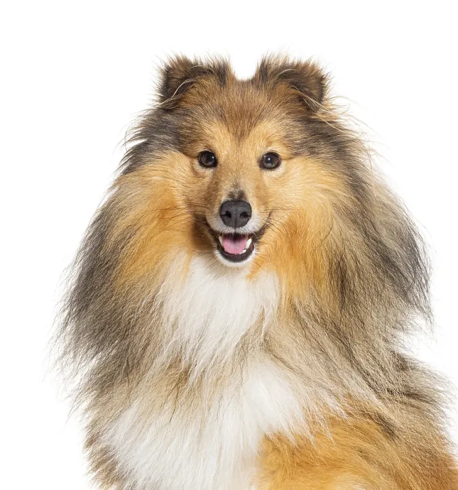 Framed Print : Head shot of Happy Sheltie panting