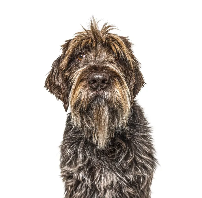 Framed Print : Head shot of a Korthals Griffon isolated on white Framed Print : Head shot of a Korthals Griffon isolated on white
