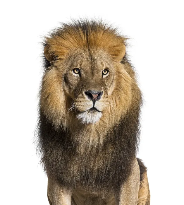 Framed Print : Head shot of a Lion looking away