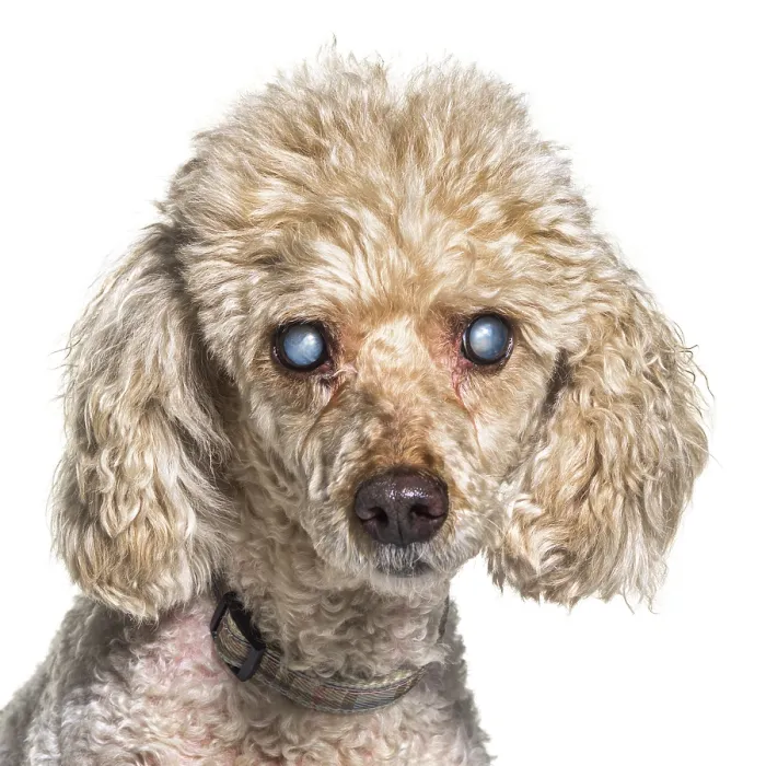 Framed Print : Head shot of an old and blindness poodle dog isolated on white