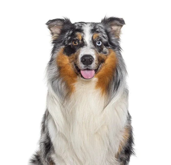 Framed Print : Head shot of a panting Blue Merle Australian Shepherd looking at the camera Framed Print : Head shot of a panting Blue Merle Australian Shepherd looking at the camera