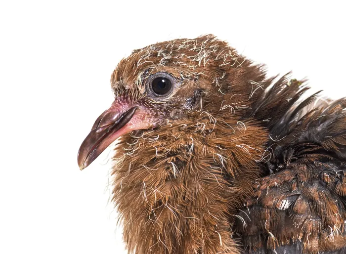 Framed Print : Head shot of Pink pigeon Chick, Nesoenas mayeri