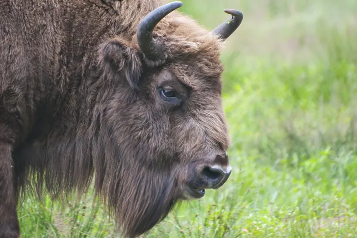 Framed Print : Head shot of rare European bison (Bison bonasus) over grass field background Framed Print : Head shot of rare European bison (Bison bonasus) over grass field background