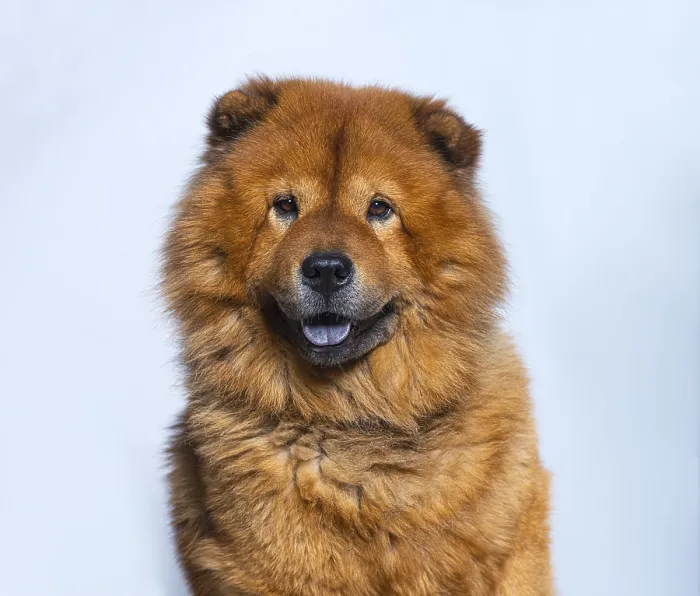 Framed Print : Head shot of Reddish coated Chow Chow looking at camera Framed Print : Head shot of Reddish coated Chow Chow looking at camera