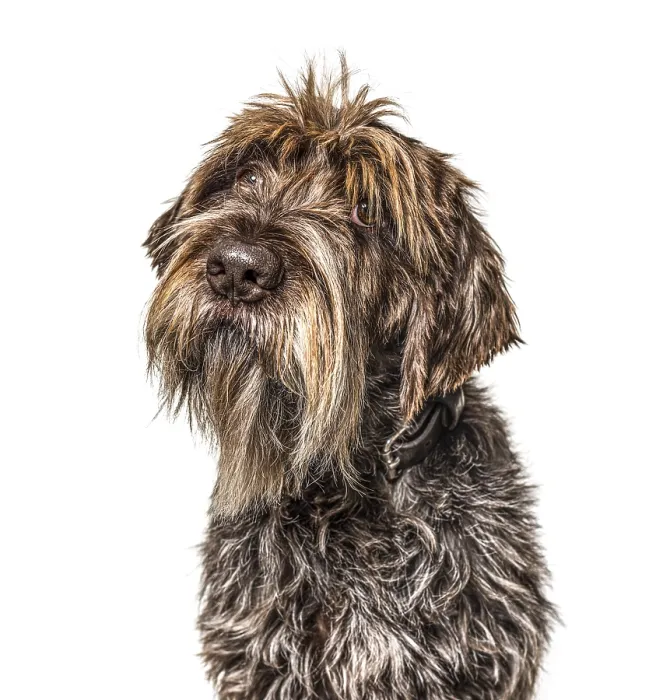 Framed Print : Head shot of a shaggy dog, Korthals Griffon