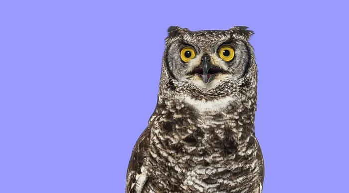 Framed Print : Head shot of a spotted eagle owl Framed Print : Head shot of a spotted eagle owl