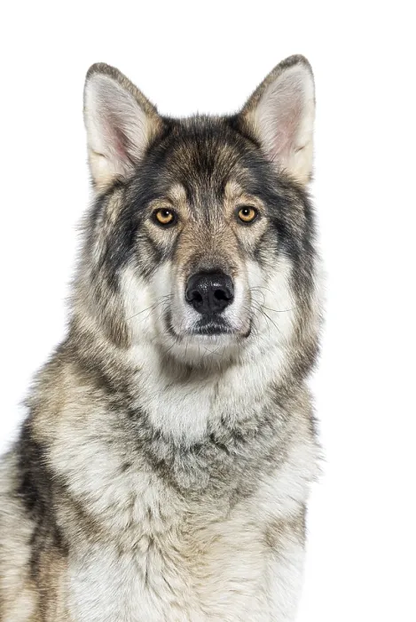 Framed Print : Head shot of a Timber Shepherd a kind of wolf dog very similar to a wolf