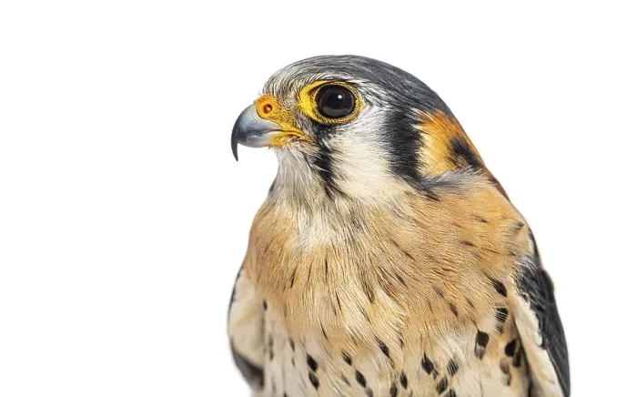 Framed Print : Head shot Side view of an American Kestrel Framed Print : Head shot Side view of an American Kestrel